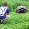 Tortoise on the Galápagos Islands